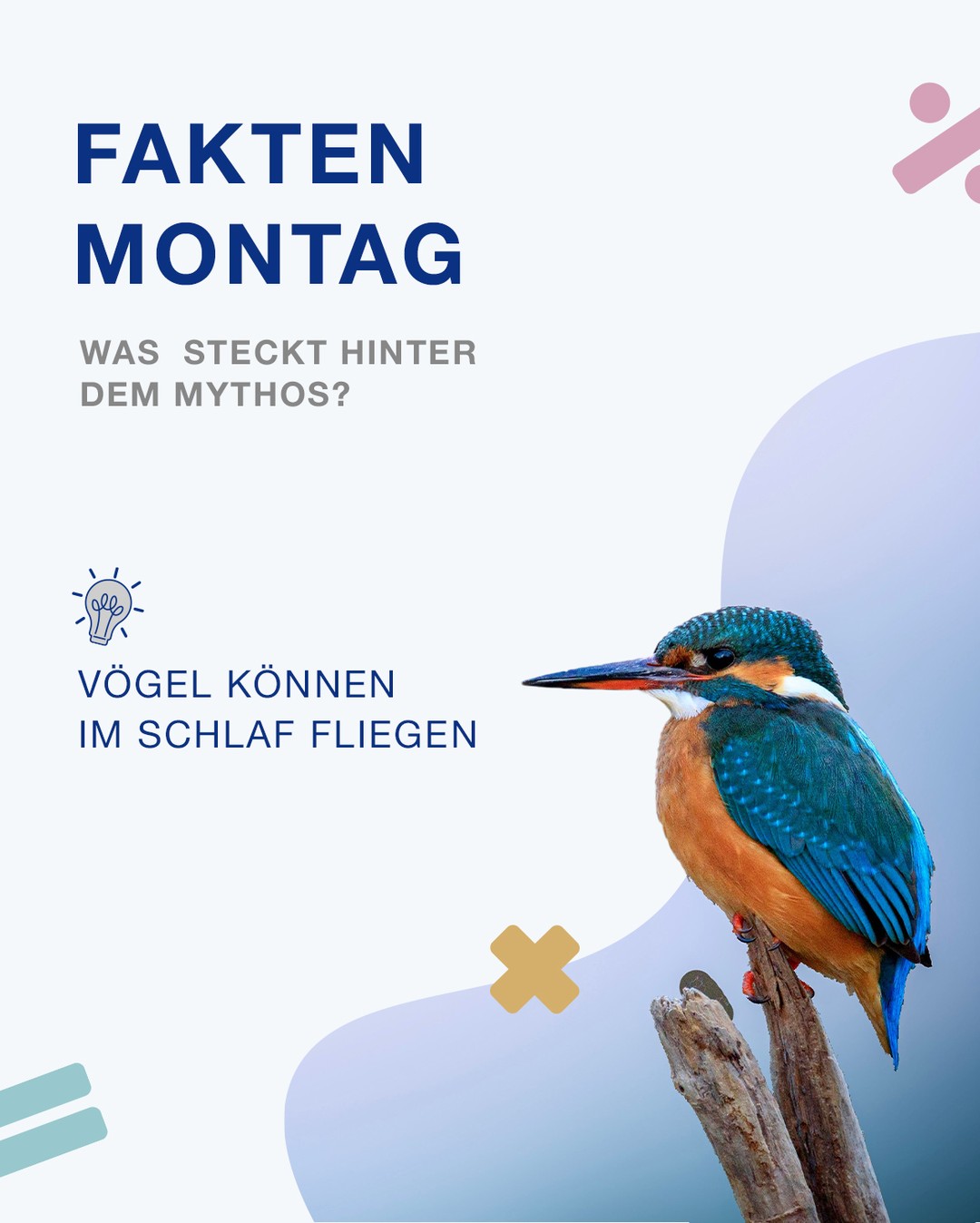 🧠🐦 Vögel können im Schlaf fliegen.

✅ Richtig – aber nur teilweise!
Dank unihemisphärischem Schlaf ruht nur eine Gehirnhälfte, während die andere aktiv bleibt.
So fliegen Zugvögel wie Gänse, Seevögel, Albatrosse und sogar einige Singvögel teilweise sogar über tausende Kilometer. 

💬 Habt ihr das gewusst?

#Faktenmontag #MythosOderFakt #CASIO #Physik #Naturwissenschaften #Vögel #Zugvögel #Wissenschaft #Lernen #ScienceFacts #MatheUndPhysik #casioeducation