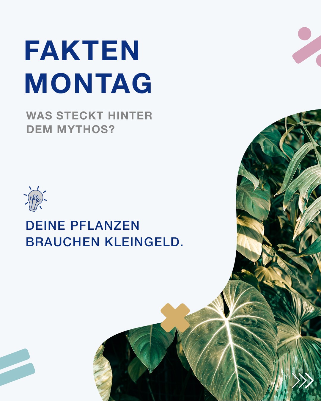 🌱 Hast du Kleingeld übrig?
Dann steck es direkt in die Blumenerde! Klingt nach einem einfachen Trick, stimmt aber so nicht.

Pflanzen brauchen Kupfer zwar als Spurenelement, eine Münze ersetzt aber keinen passenden Dünger.
Dazu kommt: Viele heutige Kupfermünzen bestehen größtenteils gar nicht aus Kupfer, sondern haben nur eine dünne Kupferschicht.

Wenn du das Wachstum unterstützen willst, achte lieber auf einen Dünger mit Stickstoff, Phosphor und Kalium. 🌿

Bei Schnittblumen sieht es übrigens anders aus: Im Vasenwasser kann Kupfer bei manchen Arten tatsächlich dazu beitragen, dass sie länger frisch bleiben. 🌷

Hast du schon mal Kupfergeld in einen Blumentopf gelegt? 👀
#Faktenmontag #Pflanzenwissen #Naturwissenschaften #Wissen #ScienceFacts